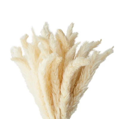 Farmlyn Creek 40 Pack Ivory Natural Dried Pampas Grass Branches With White Ceramic Vase, Plants For Home Decor, 16 In 4 Farmlyn Creek 40 Pack Ivory Natural Dried Pampas Grass Branches With White Ceramic Vase, Plants For Home Decor, 16 In - Image 2