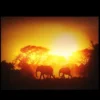 Northlight Safari Sunset LED Back Lit Decorative Elephant Canvas Wall Art 11.75” X 15.75” -Home Decor Store GUEST c1ba938b d3d0 4973 ad28 a390869b3861